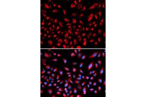 Immunofluorescence analysis of U2OS cell using CLDN11 antibody. (Claudin 11 antibody  (AA 26-207))