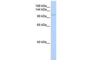 TMF1 antibody  (AA 1008-1057)