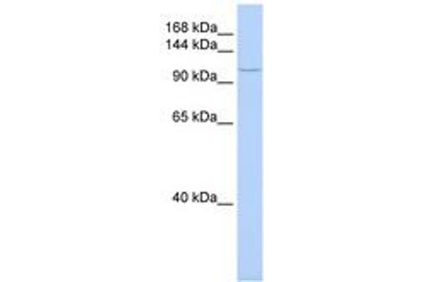 TMF1 antibody  (AA 1008-1057)