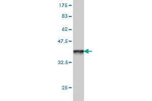 PCDHB14 antibody  (AA 181-279)