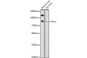Western blot analysis of extracts of various cell lines, using UFL1 antibody (ABIN7271213) at 1:1000 dilution. (UFL1 antibody)