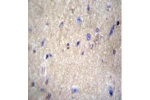 Immunohistochemistry analysis in formalin fixed and paraffin embedded human brain tissue reacted with APPBP1 Antibody (Center) followed which was peroxidase conjugated to the secondary antibody and followed by DAB staining. (NAE1 antibody  (Middle Region))