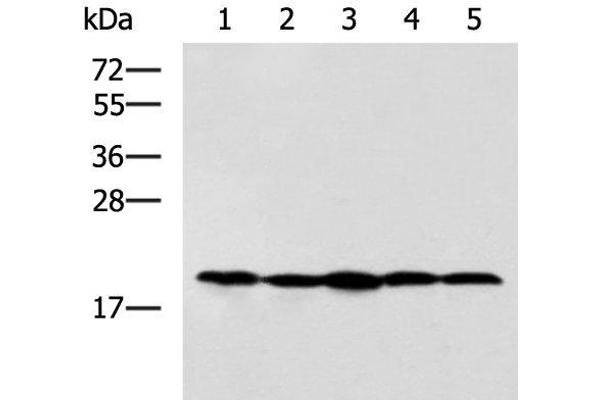 RPS11 antibody