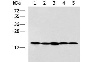 Western blot analysis of Jurkat NIH/3T3 Raji 231 and A172 cell lysates using RPS11 Polyclonal Antibody at dilution of 1:700 (RPS11 antibody)