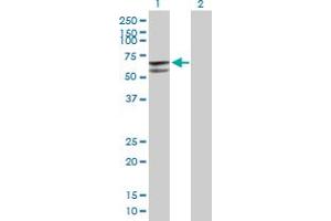 Western Blot analysis of GLUD2 expression in transfected 293T cell line by GLUD2 MaxPab polyclonal antibody.