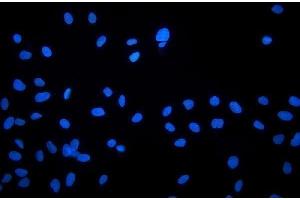 IF analysis of NHEJ1 using anti-NHEJ1 antibody (ABIN7599198). (NHEJ1 antibody  (AA 1-273))