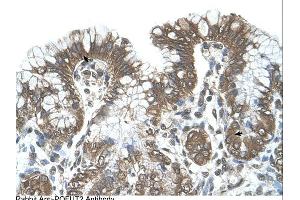 Immunohistochemistry (IHC) image for anti-Protein O-Fucosyltransferase 2 (POFUT2) (C-Term) antibody (ABIN2782384) (POFUT2 antibody  (C-Term))