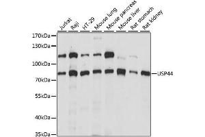 Western blot analysis of extracts of various cell lines, using USP44 antibody (ABIN6292575) at 1:1000 dilution. (USP44 antibody)