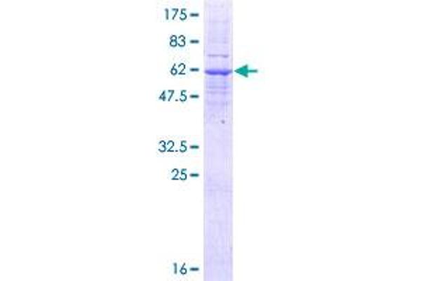 LMAN2L Protein (AA 1-348) (GST tag)