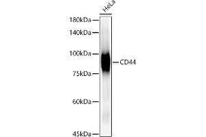 Western blot analysis of extracts of HeLa cells, using CD44 antibody  at 1:1000 dilution. (CD44 antibody)
