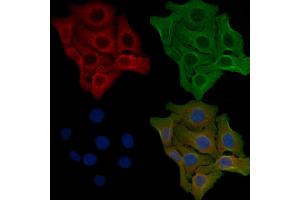 ABIN6259423 and ABIN6276212 staining Hela cells by IF/ICC.