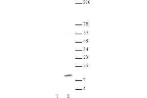 Histone H4 acetyl Lys8 pAb tested by Western blot. (Histone H4 antibody  (acLys8))