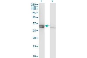 Western Blotting (WB) image for anti-Caspase 1 (CASP1) (AA 1-100) antibody (ABIN598501) (Caspase 1 antibody  (AA 1-100))