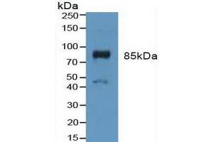 Western blot analysis of Mouse Placenta Tissue.
