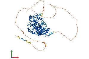 AlphaFold protein structure predicition of Mouse Recombinant Ddx17 Protein, UniprotID Q501J6 (DDX17 Protein (AA 1-650) (His tag))