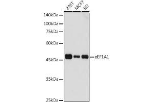 Western blot analysis of extracts of various cell lines, using eEF1 antibody (7857) at 1:1000 dilution. (eEF1A1 antibody  (AA 123-462))