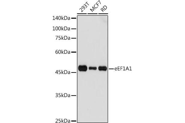 eEF1A1 antibody  (AA 123-462)