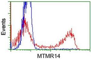 Flow Cytometry (FACS) image for anti-Myotubularin Related Protein 14 (MTMR14) antibody (ABIN1499587) (MTMR14 antibody)
