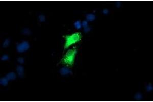 Anti-GOLM1 mouse monoclonal antibody (ABIN2455429) immunofluorescent staining of COS7 cells transiently transfected by pCMV6-ENTRY GOLM1 (RC200086). (GOLM1 antibody)