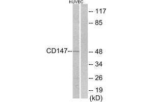 Western Blotting (WB) image for anti-Basigin (Ok Blood Group) (BSG) (C-Term) antibody (ABIN1849339) (CD147 antibody  (C-Term))