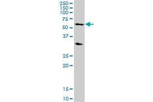 POLR3C MaxPab polyclonal antibody. (POLR3C antibody  (AA 1-534))