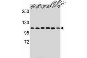 Western blot analysis of Endoplasmin / HSP90B1 / TRA1 Antibody (Center) in K562, A549, Hela, NCI-H460, NCI-H292, ZR-75-1 cell line lysates (35ug/lane). (GRP94 antibody  (Middle Region))