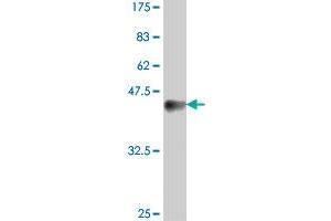 Western Blot detection against Immunogen (38. (TGIF1 antibody  (AA 163-272))