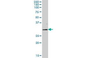 FAHD2A MaxPab polyclonal antibody. (FAHD2A antibody  (AA 1-314))