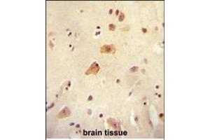 RICH2 antibody (C-term) (ABIN654613 and ABIN2844313) immunohistochemistry analysis in formalin fixed and paraffin embedded human brain tissue followed by peroxidase conjugation of the secondary antibody and DAB staining. (ARHGAP44 antibody  (C-Term))
