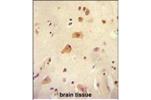 RICH2 antibody (C-term) (ABIN654613 and ABIN2844313) immunohistochemistry analysis in formalin fixed and paraffin embedded human brain tissue followed by peroxidase conjugation of the secondary antibody and DAB staining. (ARHGAP44 antibody  (C-Term))