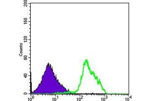 Flow cytometric analysis of RAJI cells using BECN1 mouse mAb (green) and negative control (purple). (Beclin 1 antibody)