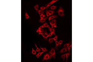 ABIN6275590 staining MCF7 by IF/ICC. (SLC24A6 antibody  (C-Term))