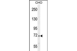 C2 Antibody (N-term) (ABIN654619 and ABIN2844317) western blot analysis in CHO cell line lysates (35 μg/lane). (Complement C2 antibody  (N-Term))