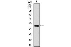 Western blot analysis using DLL4 mAb against human DLL4 recombinant protein.