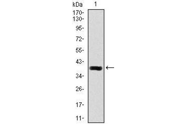 DLL4 抗体  (AA 313-439)