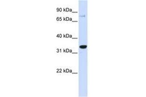 Image no. 1 for anti-POU Class 5 Homeobox 1 (POU5F1) (AA 33-82) antibody (ABIN6742947) (OCT4 antibody  (AA 33-82))