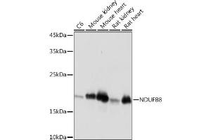 NDUFB8 antibody