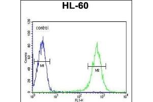 EYA4 Antibody (C-term) (ABIN653278 and ABIN2842794) flow cytometry analysis of HL-60 cells (bottom histogram) compared to a negative control cell (top histogram).