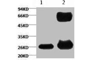 1) Input (control) 2) IP products, antibody dilution 1:200 (GFP antibody)