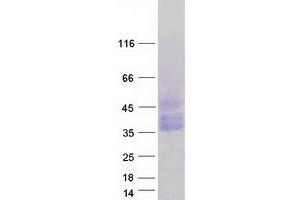 Validation with Western Blot (OSCAR Protein (Transcript Variant 3) (Myc-DYKDDDDK Tag))