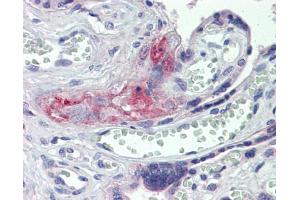 Anti-F2 / Thrombin antibody IHC staining of human placenta. (Prothrombin antibody  (Middle Region))