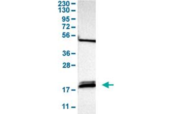 PTRH2 Antikörper  (AA 42-178)