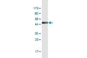 Western Blot detection against Immunogen (48. (RAB13 antibody  (AA 1-203))