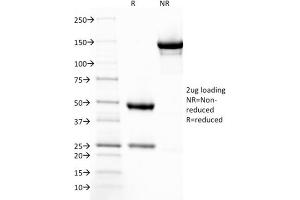 SDS-PAGE Analysis Purified Thrombomodulin Mouse Monoclonal Antibody (THBD/1782). (Thrombomodulin antibody  (AA 69-194))