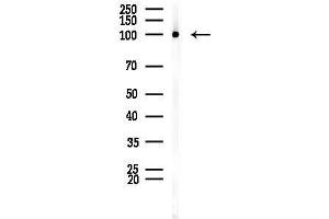 anti-Splicing Factor Proline/glutamine-Ric (SFPQ) (C-Term) antibody