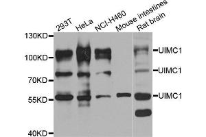Western blot analysis of extracts of various cell lines, using UIMC1 antibody (ABIN5974363) at 1/1000 dilution. (UIMC1 antibody)