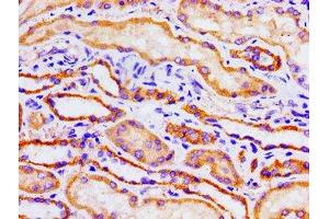 Immunohistochemistry of paraffin-embedded human kidney tissue using ABIN7149308 at dilution of 1:100