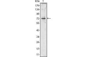 Western blot analysis using PRTN3 mouse mAb against PRTN3 (aa28-256)-hIgGFc transfected HEK293 cell lysate (1). (PRTN3 antibody)