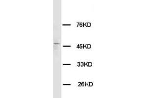 Anti-HRH3 antibody, Western blotting WB: Rat Brain Tissue Lysate (HRH3 antibody  (C-Term))