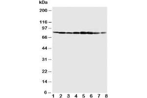 Western blot testing of MCM7 antibody and Lane 1:  COLO320;  2: SW620;  3: HeLa;  4: 22RVL;  5: 293T;  6: U937;  7: Jurkat;  8: Raji cell lysate.